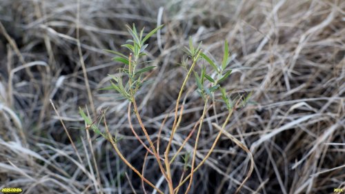 Поросль ивы розмаринолистной в перспективной ООПТ Староверский высокий берег Сосыки