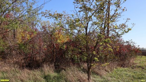 Перспективная ООПТ Куликовские рощи