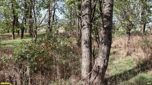 Перспективная ООПТ Центрально-Куликовская роща