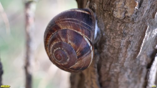 Улитка горная в перспективной ООПТ Центрально-Куликовская роща