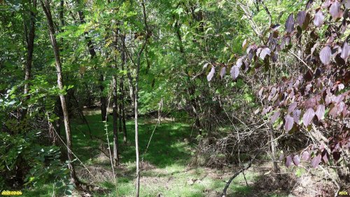 Перспективная ООПТ Половинкина роща