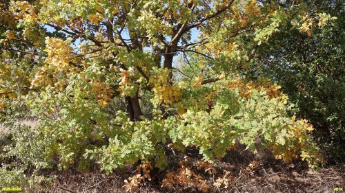 Дуб в перспективной ООПТ Половинкин Кут