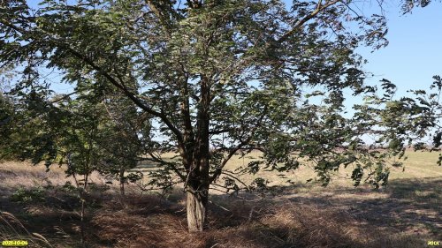 Перспективная ООПТ Дубоворощенский берег Сосыки