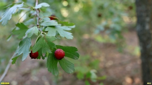 Боярышник однопестичный в перспективной ООПТ Сосыкская дубово-каштановая роща