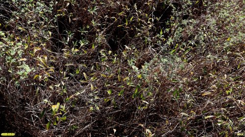 Краснокнижные миндаль низский (степной) и карагана кустарниковая в перспективной ООПТ Дрижин высокий берег