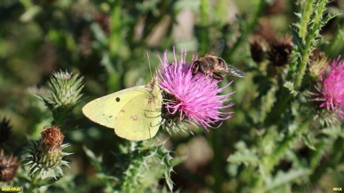 Журчалка и бабочка на цветке чертополоха крючочкового в перспективной ООПТ Дрижин высокий берег