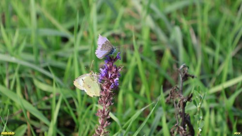 Бабочки на цветке шалфея остепнённого в перспективной ООПТ Черкасская роща