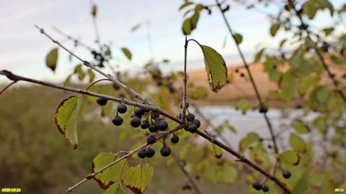 Плодоносящий жостер слабительный в перспективной ООПТ Каневской высокий берег