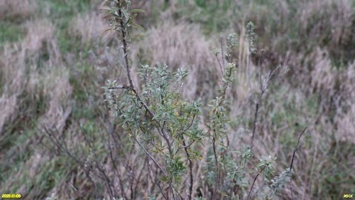 Ракитник в перспективной ООПТ Восточно-Таранухинская степь