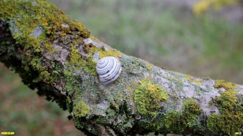 Австрийская улитка в перспективной ООПТ Восточно-Таранухинская степь