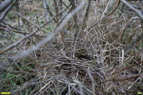Гнездо певчей птицы в перспективной ООПТ Восточно-Таранухинская степь