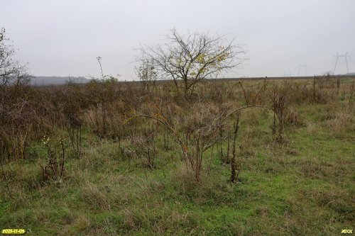 Перспективная ООПТ Восточно-Таранухинская степь