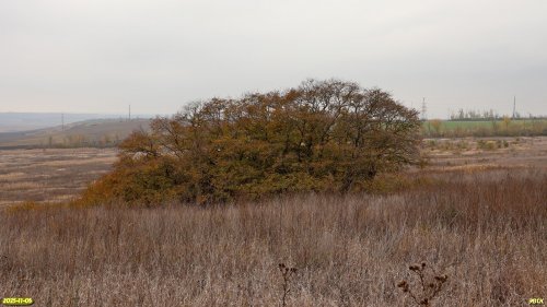 Роща вяза мелколистного в перспективной ООПТ Шкуратский бугор