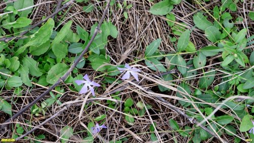Барвинок в перспективной ООПТ Шкуратская степь