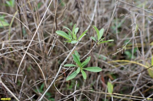 Миндаль низкий (степной) (Красная книга Краснодарского края) в перспективной ООПТ Шкуратская степь