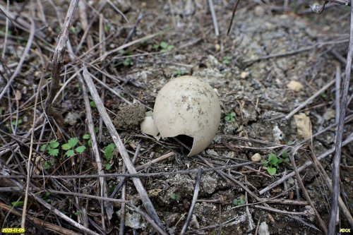 Яйцо фазана в перспективной ООПТ Шкуратская степь