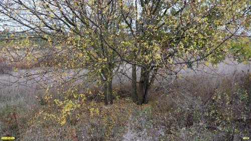 Фисташка туполистная (Красная книга РФ) в перспективной ООПТ Чембурский бугор