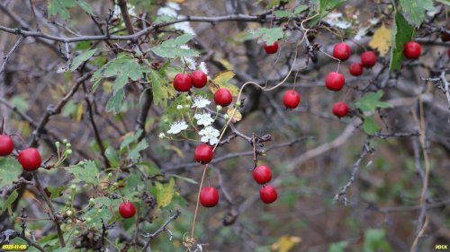 Одновременно плодоносящий и повторно цветущий боярышник однопестичный в перспективной ООПТ Чембурский бугор