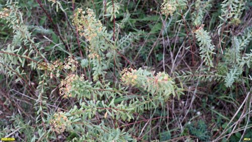 Молочай лозный в перспективной ООПТ Чембурский бугор