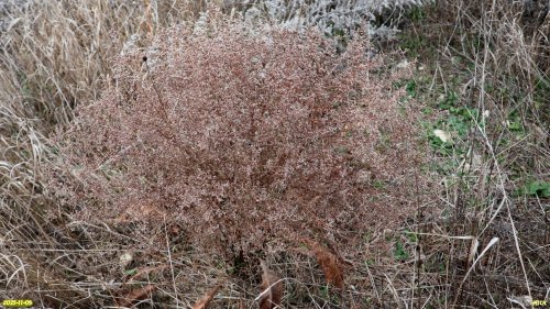 Кермек плосколистный в перспективной ООПТ Чембурский бугор
