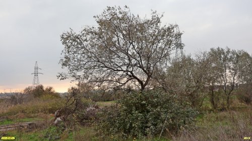 Лох узколистный и айва (на переднем плане) в перспективной ООПТ Чембурский бугор
