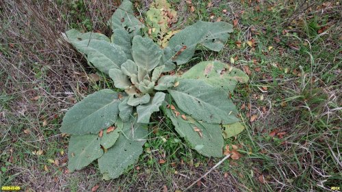 Шалфей эфиопский (Красная книга Краснодарского края) в перспективной ООПТ Чембурский бугор