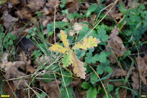 Поросль дуба черешчатого в перспективной ООПТ Северо-Хадыженское взгорье
