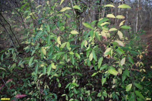 Свидина кроваво-красная в перспективной ООПТ Северо-Хадыженское взгорье