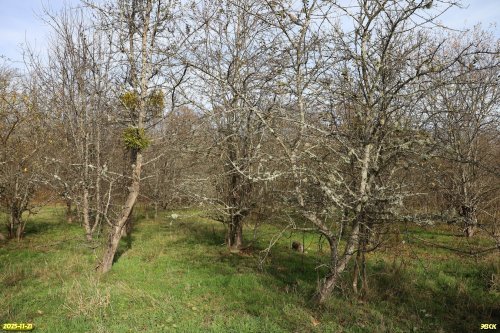 Дикие плодовые в перспективной ООПТ Урочище Майская Горка