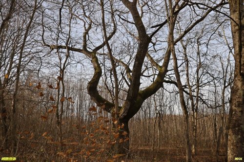 Перспективная ООПТ Хадыженский лес (расширение)