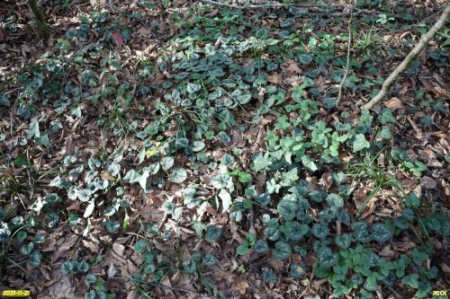 Куртина краснокнижного цикламена кавказского в перспективной ООПТ Хадыженский лес (расширение)