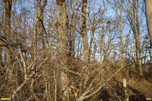 Боярышник красный в перспективной ООПТ Грушкинские дубравы