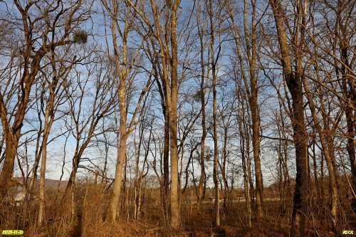 Перспективная ООПТ Грушкинские дубравы
