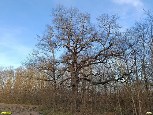 Перспективная ООПТ Грушкинские дубравы