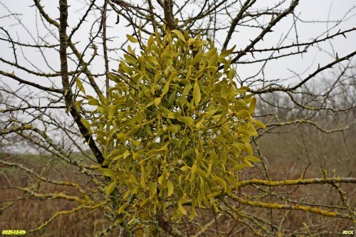 Эпифит полупаразит омела на плодовом дереве в перспективной ООПТ Верхнеставропольский лес