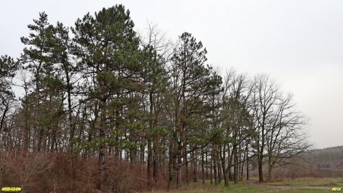 Сосны крымские в перспективной ООПТ Адагумо-Скальская роща