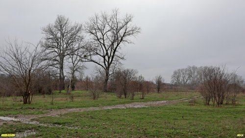 Тополя белые в перспективной ООПТ Адагумо-Скальская роща