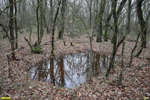 Перспективная ООПТ Гавришская дубрава