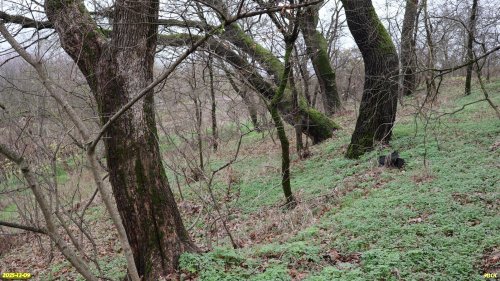 Перспективная ООПТ Володарская роща