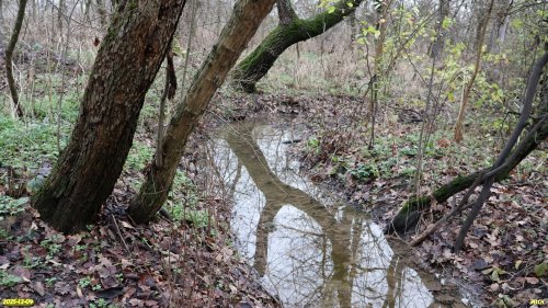 Перспективная ООПТ Весенняя роща