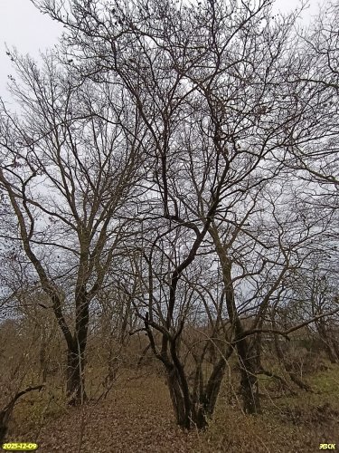 Перспективная ООПТ Весенняя роща