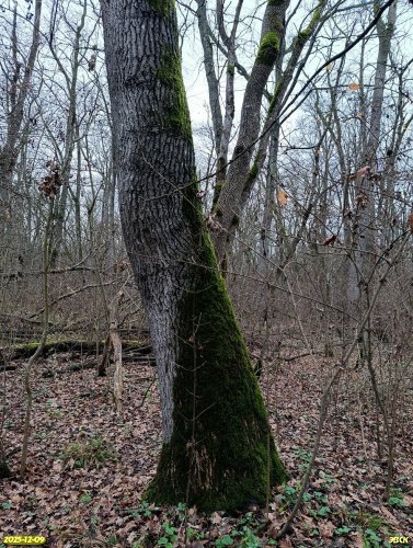 Перспективная ООПТ Лес Куафо