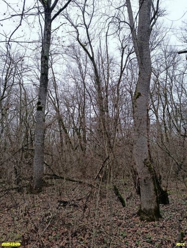 Перспективная ООПТ Лес Куафо