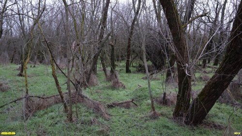 Перспективная ООПТ Западно-Ейская роща