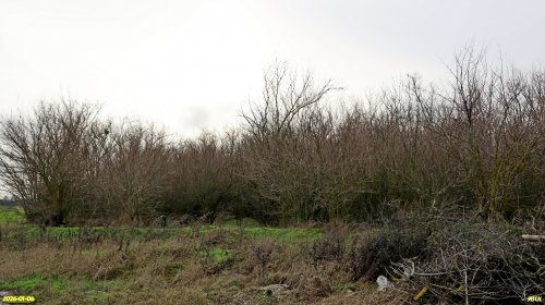 Перспективная ООПТ Западно-Канеловская роща