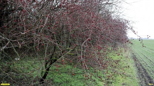 Боярышник однопестичный в перспективной ООПТ Западно-Канеловская роща