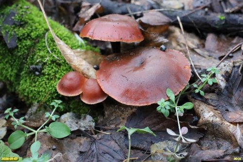 Грибы из отряда агариковых в перспективной ООПТ Две рощи на улице Толстого