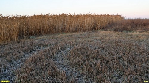 Тростниковые заросли на краю перспективной ООПТ Хлопов луг