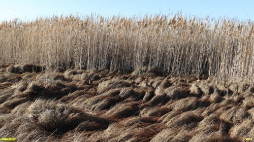 Тростниковые заросли в перспективной ООПТ Заейская западина 