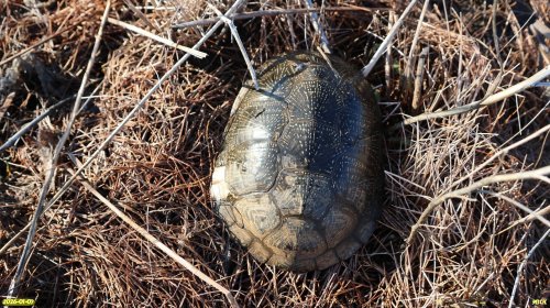 Панцирь болотной черепахи в перспективной ООПТ Заейская западина 